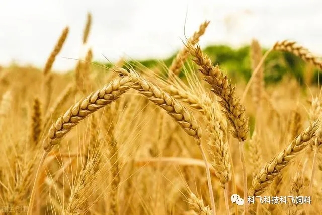 640_wx_fmt=jpeg&tp=webp&wxfrom=5&wx_lazy=1&wx_co=1.webp (2).jpg 640_wx_fmt=jpeg&tp=webp&wxfrom=5&wx_lazy=1&wx_co=1.webp (2).jpg