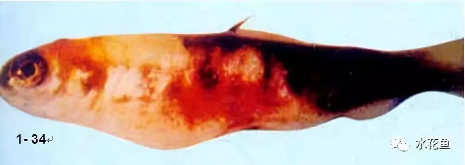 患病虹鳟腹部膨大，體表出血、出血(仿山崎隆義).jpg