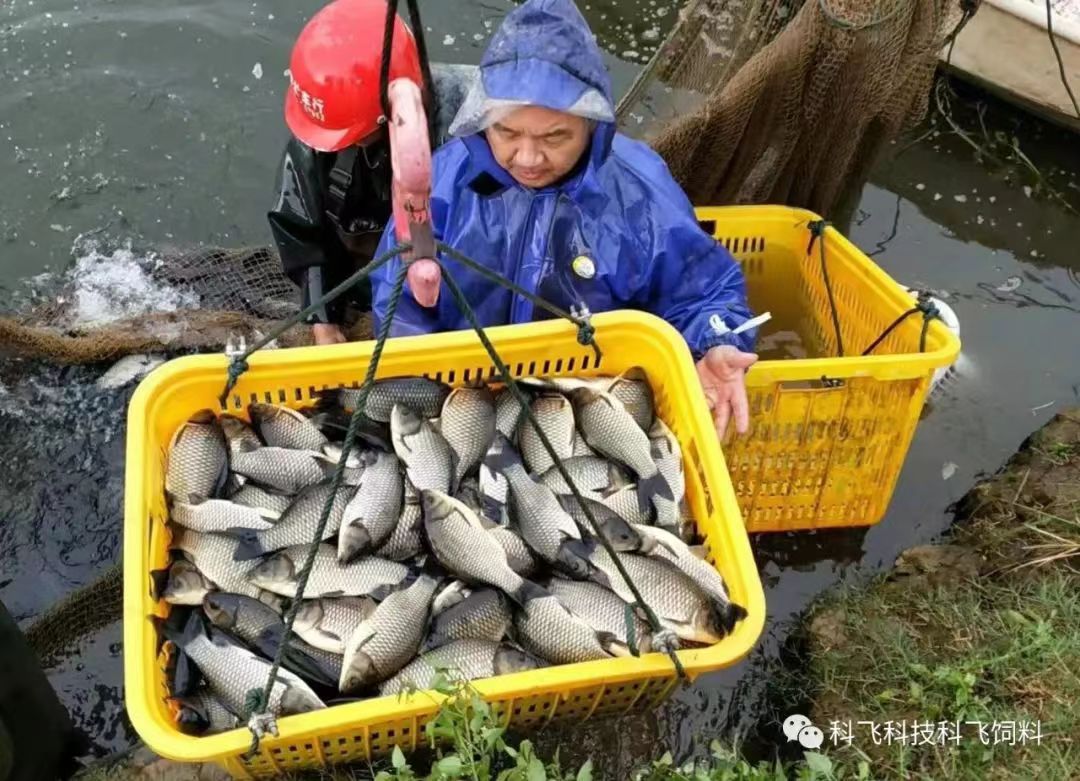 捕魚運魚：脫粘、掉鱗、出血、不耐運輸.jpg
